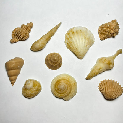 Assorted seashell-shaped wax melts in various shapes including scallop, conch, and spiral on a white background