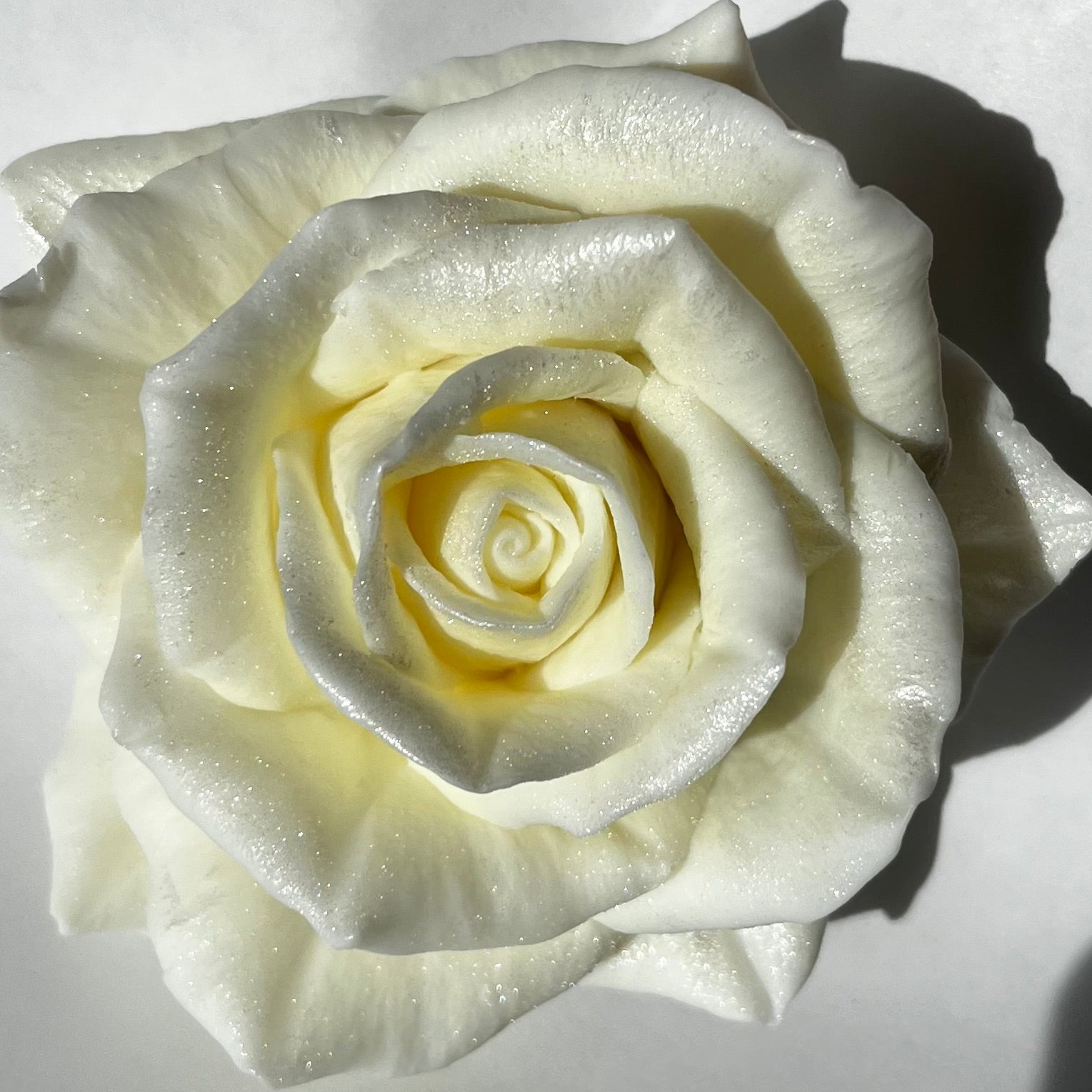 Ivory beeswax rose wax melt with a soft iridescent shimmer, hand-poured in pure beeswax