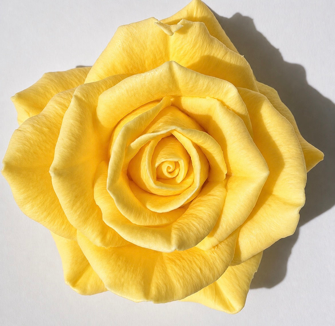 Bright yellow beeswax rose wax melt with natural petal texture, hand-poured